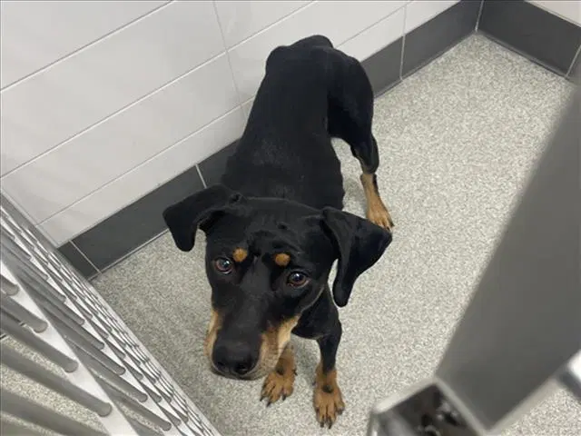 Raven - Doberman Pinscher