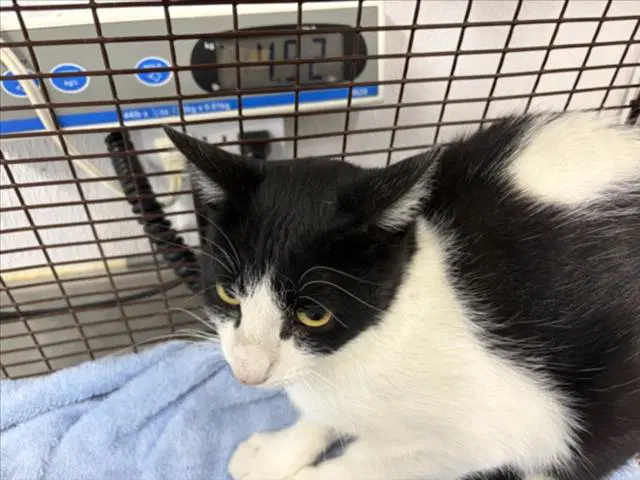 Gopher - Domestic Short Hair