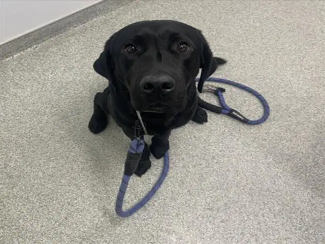 Gus - Labrador Retriever