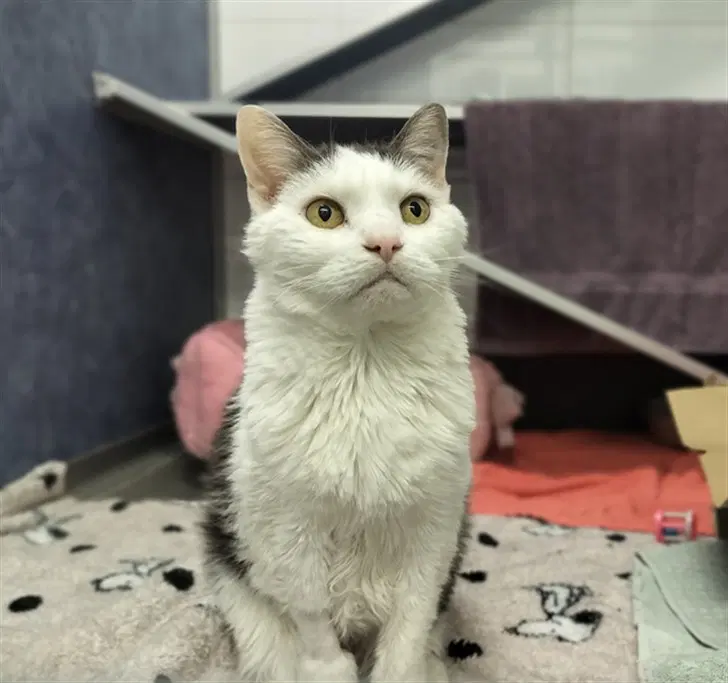 Bella - Domestic Long Hair