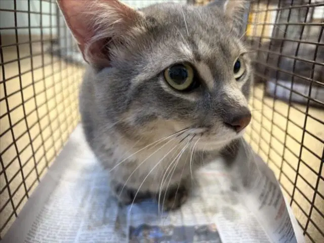 Beignet - Domestic Medium Hair
