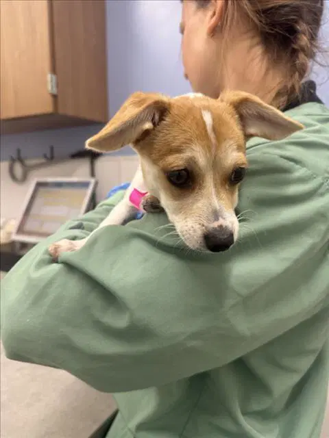 Apricot - Jack Russell Terrier (Parson Russell Terrier)