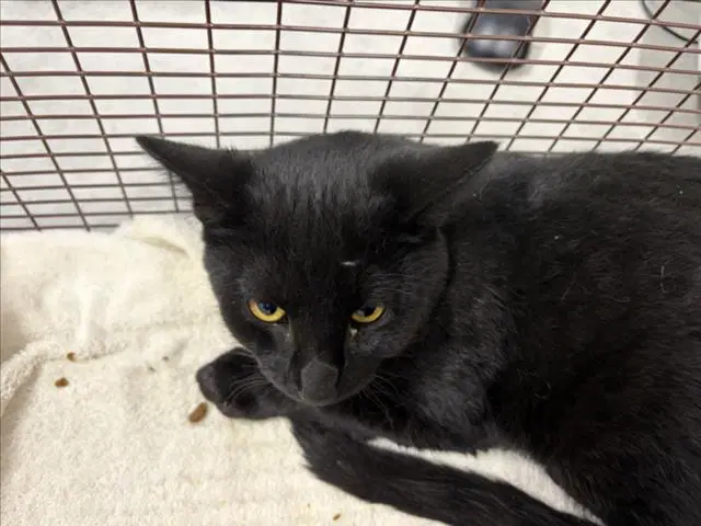 Ranger - Domestic Short Hair
