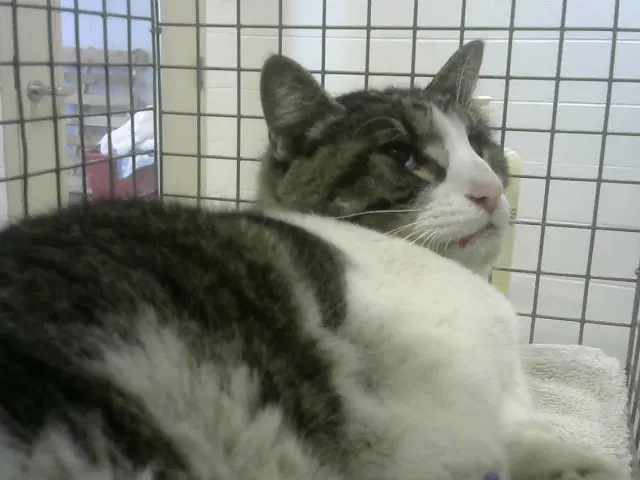 Felix - Domestic Short Hair