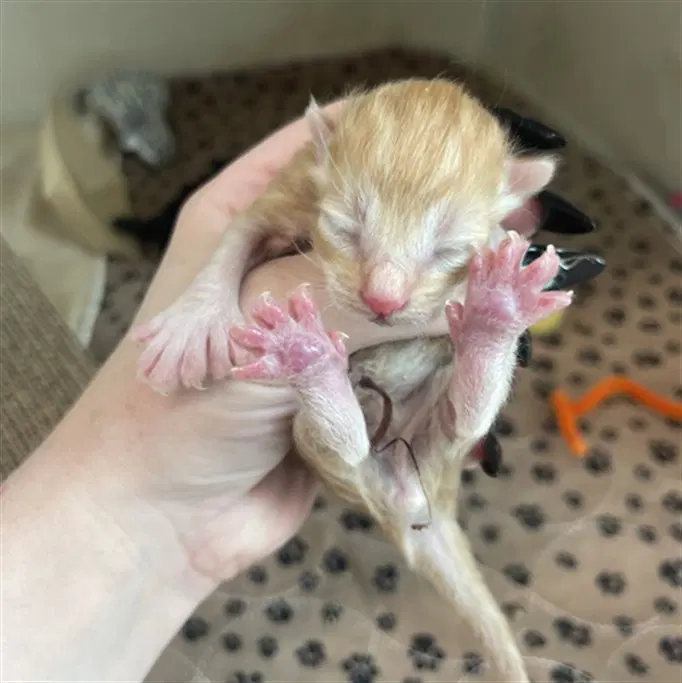 Milo - Domestic Short Hair