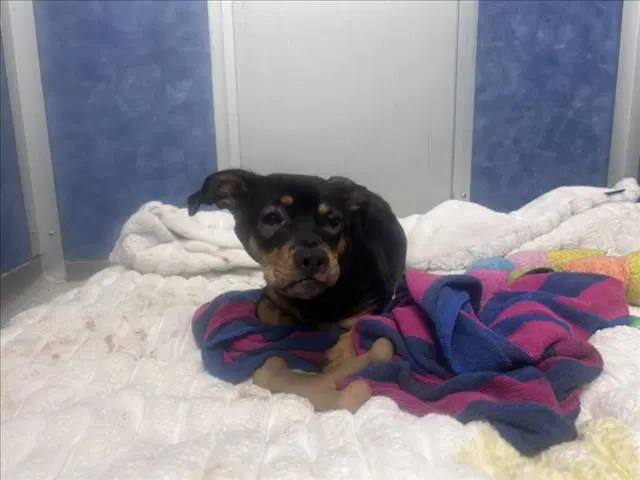 Willie - Dachshund