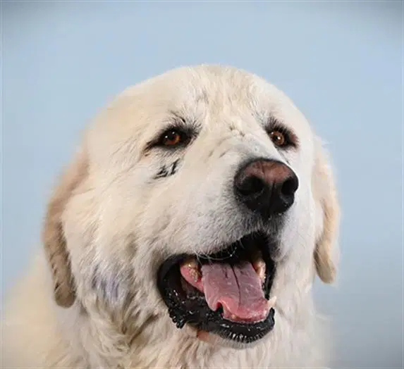 Barney - Great Pyrenees