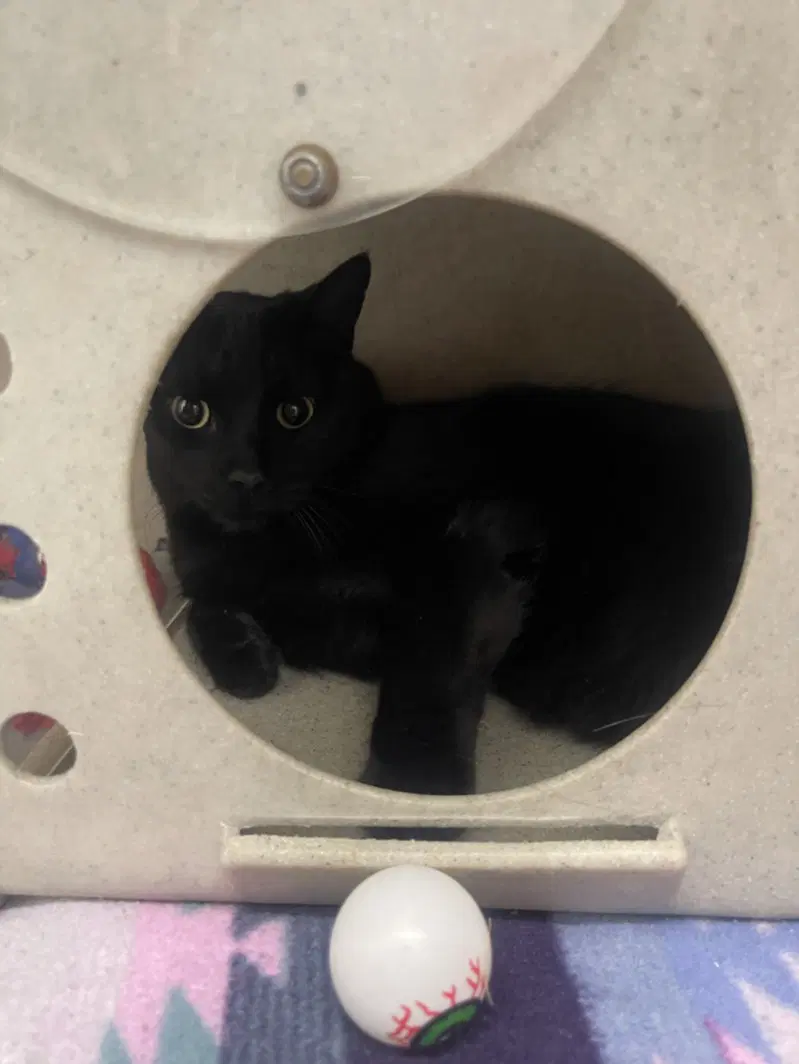 Leonidas - Domestic Short Hair