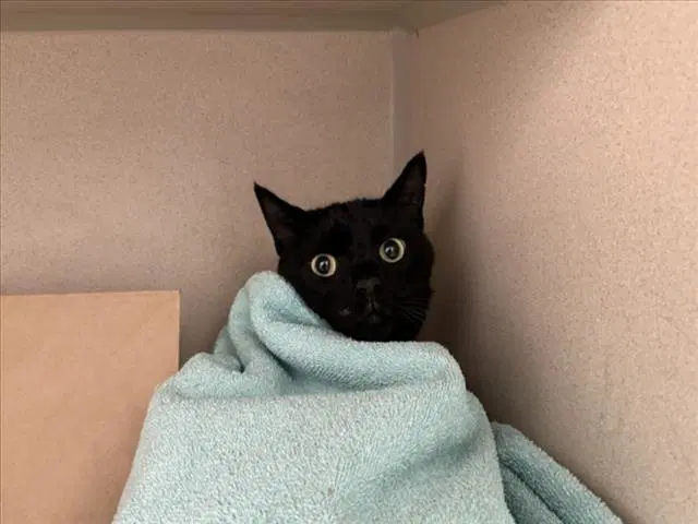 Leonidas - Domestic Short Hair