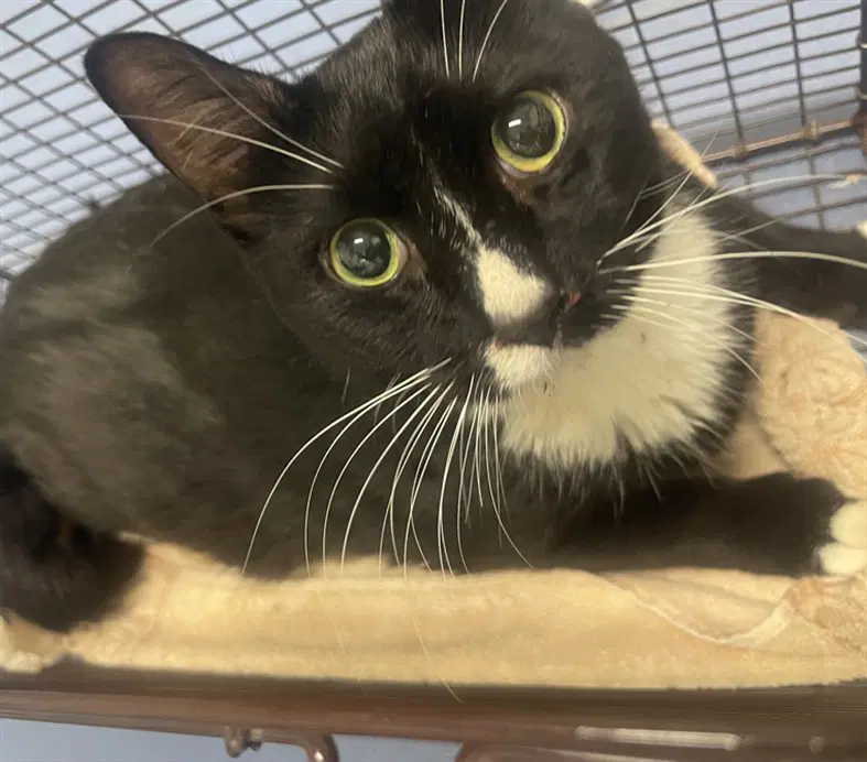 Whiskers - Domestic Short Hair