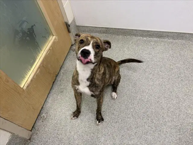 Lolli - Pit Bull Terrier