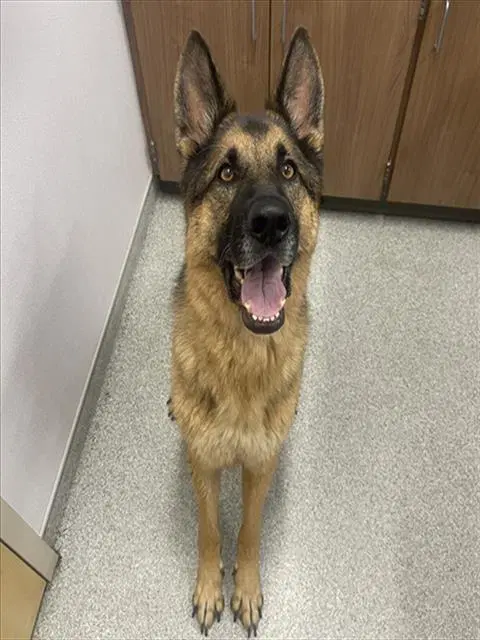 Rex - German Shepherd Dog