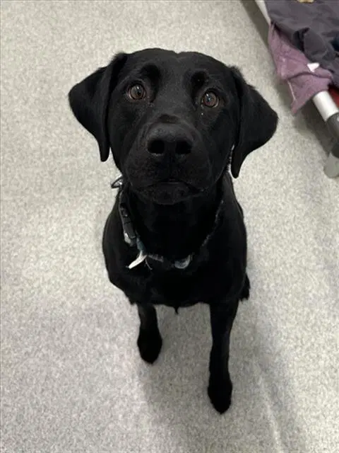 Arrow - Labrador Retriever