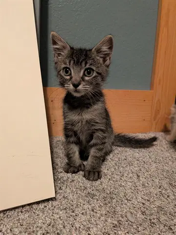 Ludo - Domestic Short Hair