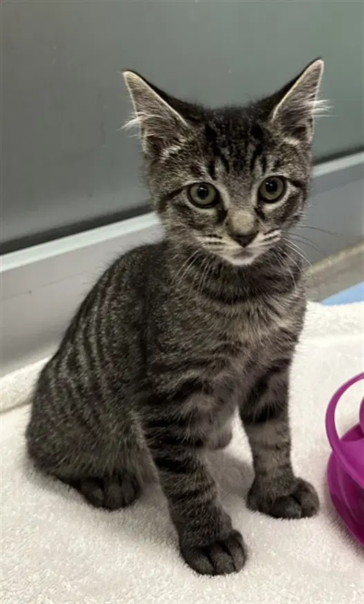 Ludo - Domestic Short Hair