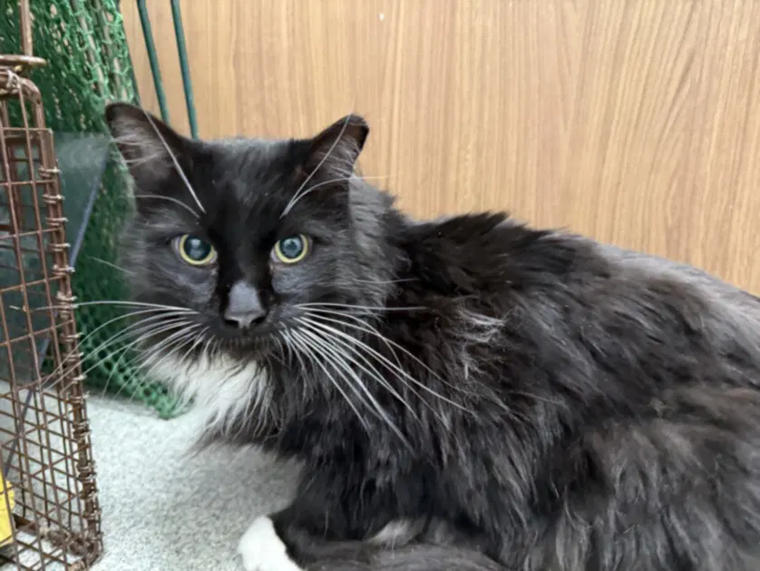 Max - Domestic Long Hair