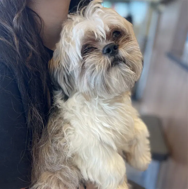 Luca - Shih Tzu