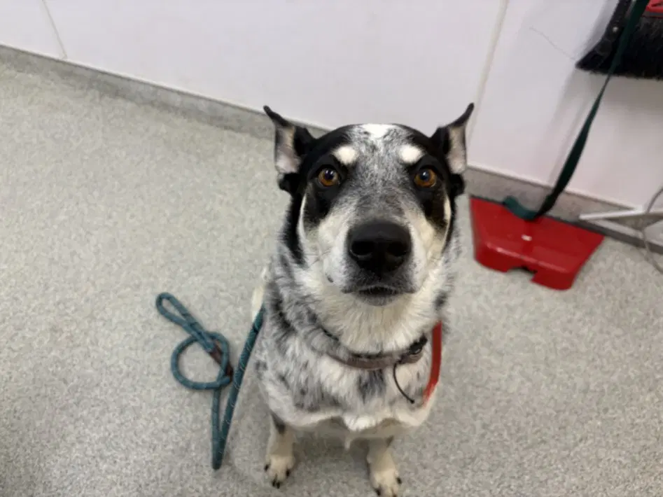 Miller - Australian Cattle Dog/Blue Heeler