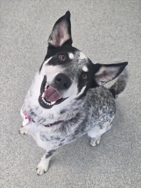 Miller - Australian Cattle Dog/Blue Heeler
