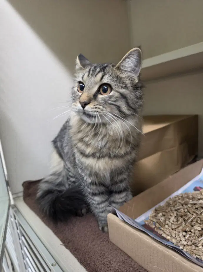 Zaya - Domestic Medium Hair