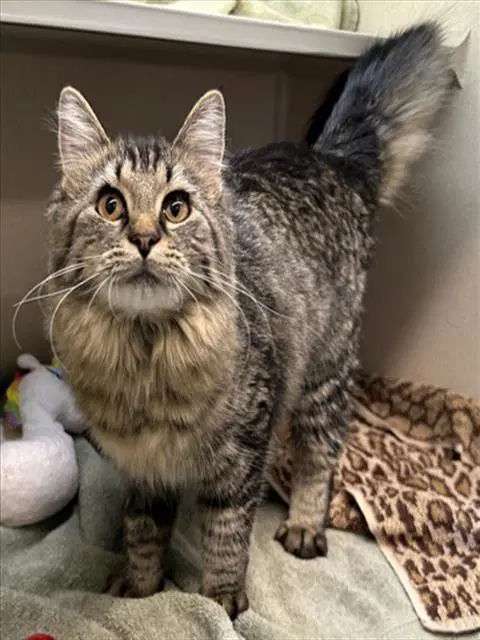Zaya - Domestic Medium Hair