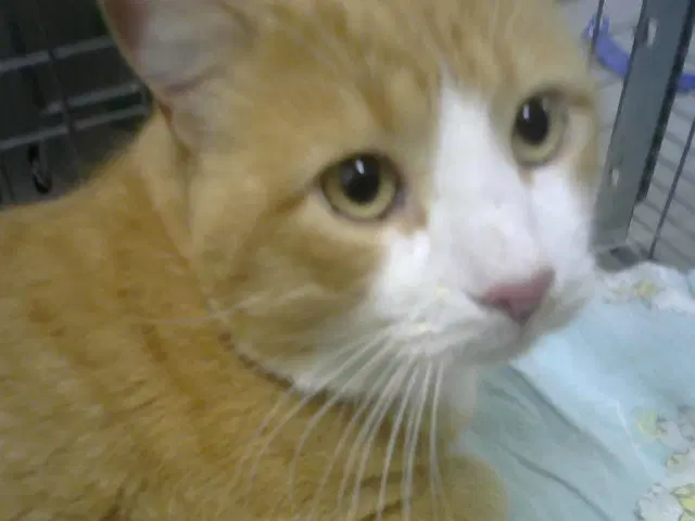 Orange Julius - Domestic Short Hair