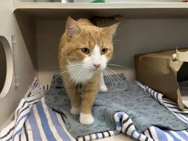 Orange Julius - Domestic Short Hair
