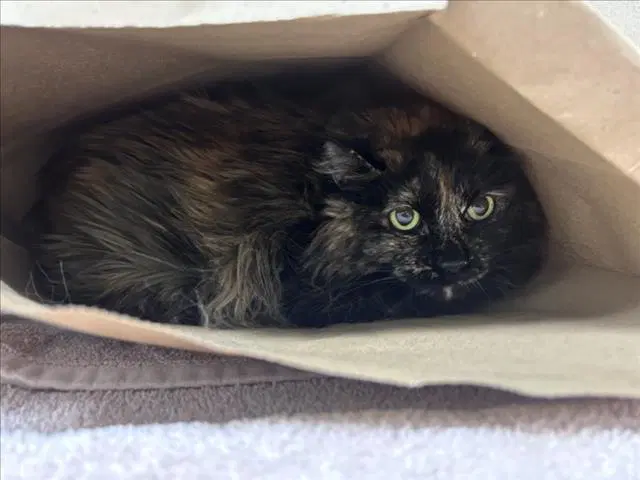 Evie Mae - Domestic Long Hair