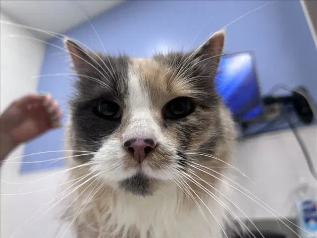 Biscuit - Domestic Long Hair