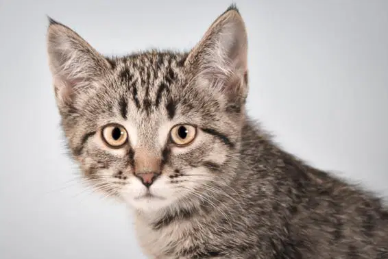 Angel - Domestic Short Hair