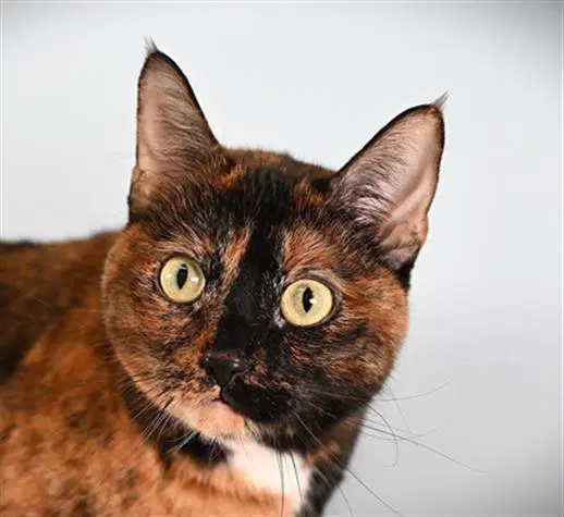 Mo - Domestic Short Hair