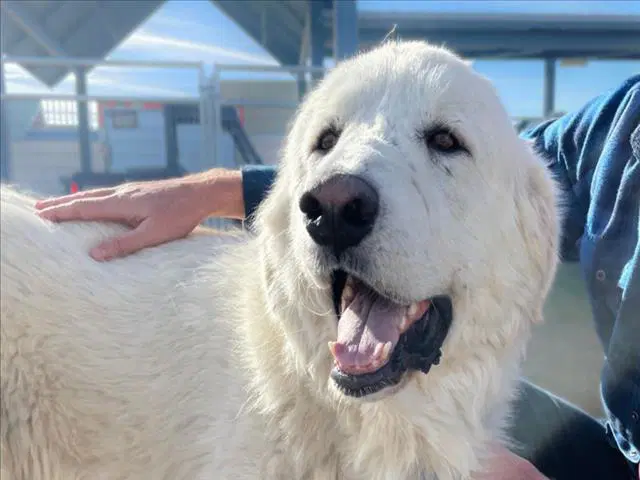 Barney - Great Pyrenees