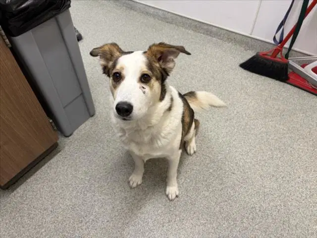 Nia - Border Collie