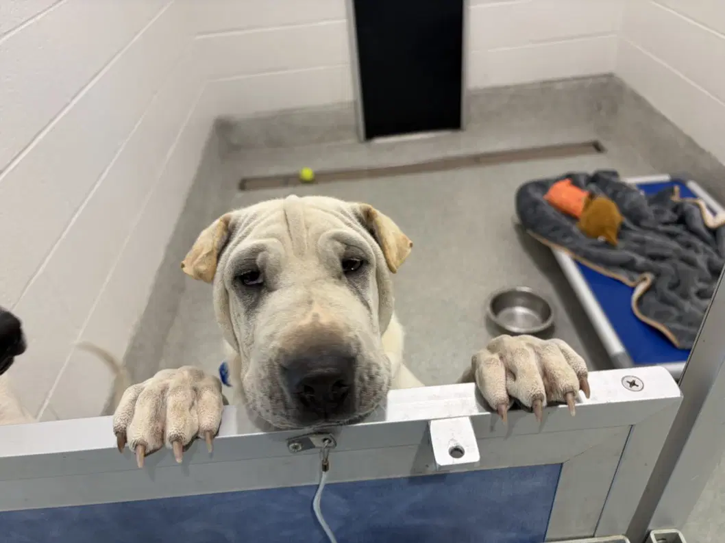 Wolfie - Chinese Shar-Pei