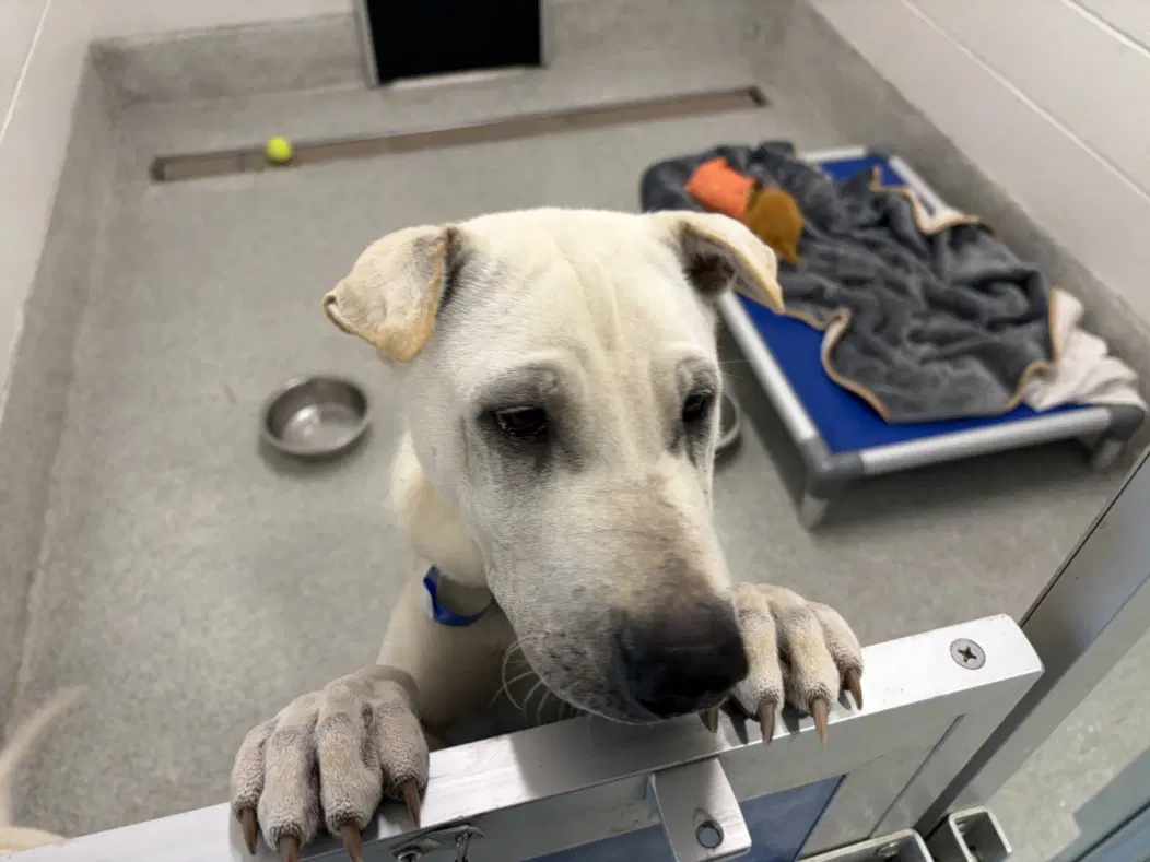 Astro - Chinese Shar-Pei