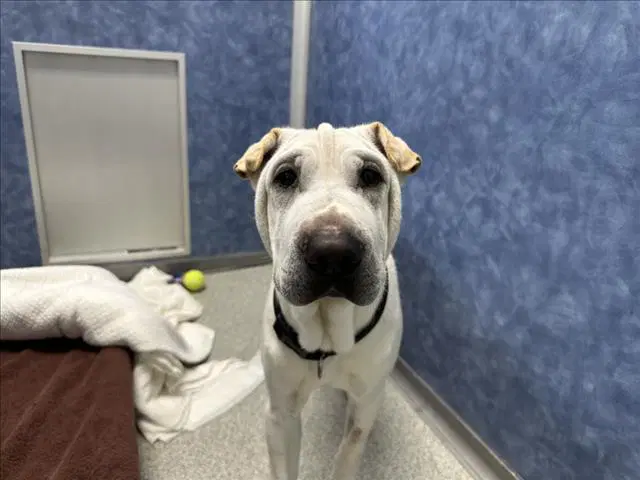 Astro - Chinese Shar-Pei