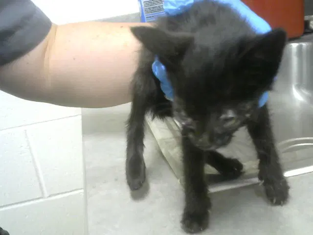 Godiva - Domestic Short Hair