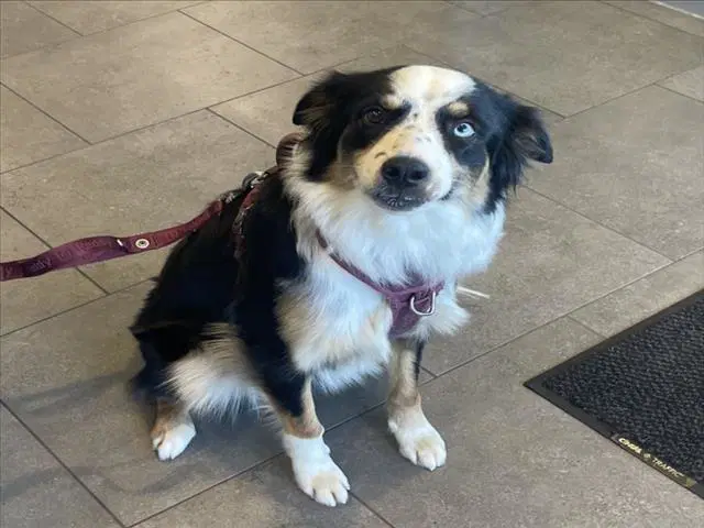 Myla - Australian Shepherd