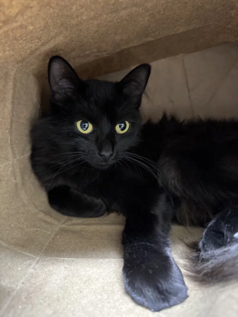 Annie - Domestic Short Hair
