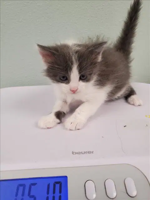 Georgie - Domestic Short Hair