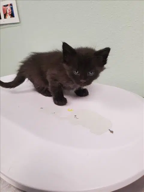 Cerberus - Domestic Short Hair