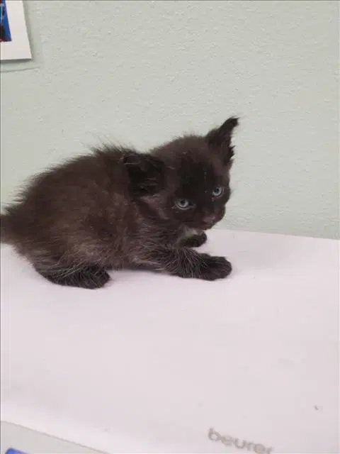 Kraken - Domestic Short Hair