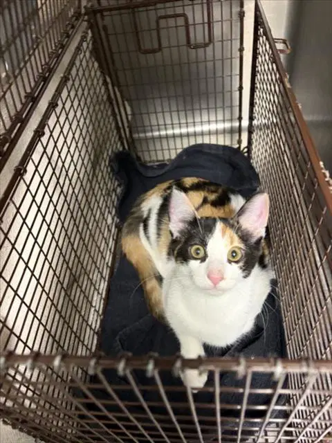 Sparky - Domestic Short Hair