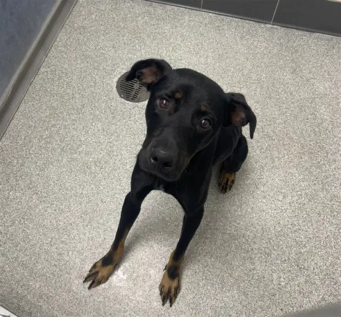 Kage - Doberman Pinscher