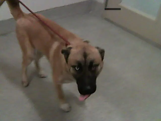 Tatonka - German Shepherd Dog
