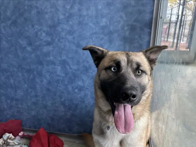 Tatonka - German Shepherd Dog