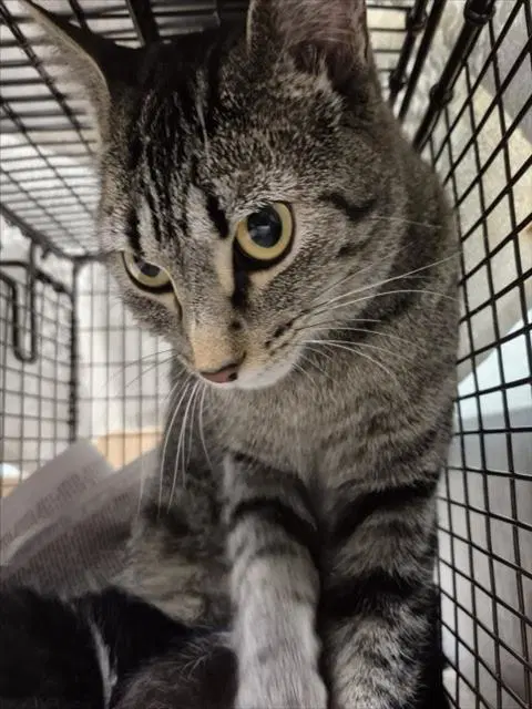 Mavis - Domestic Short Hair