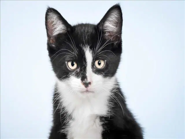 June Bug - Domestic Short Hair