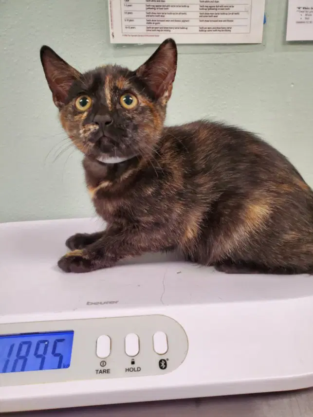 Sugar - Domestic Short Hair