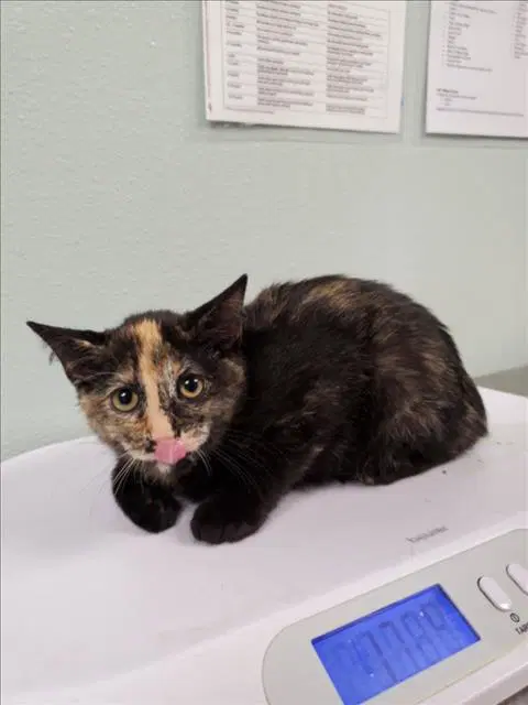 Spice - Domestic Short Hair